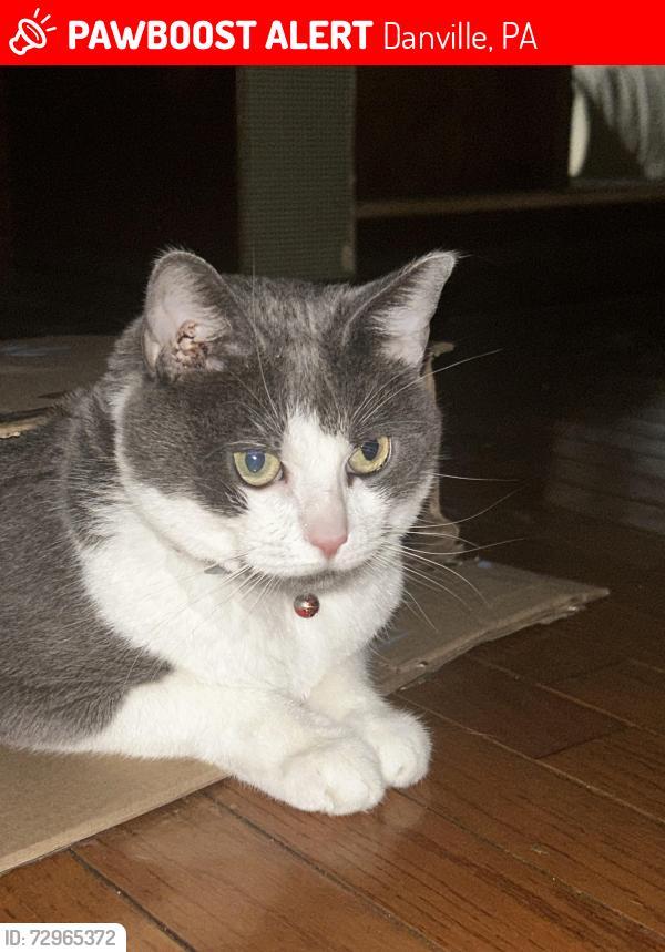 Lost Male Cat last seen Highway,water tower,drumm road,woods, Danville, PA 17821