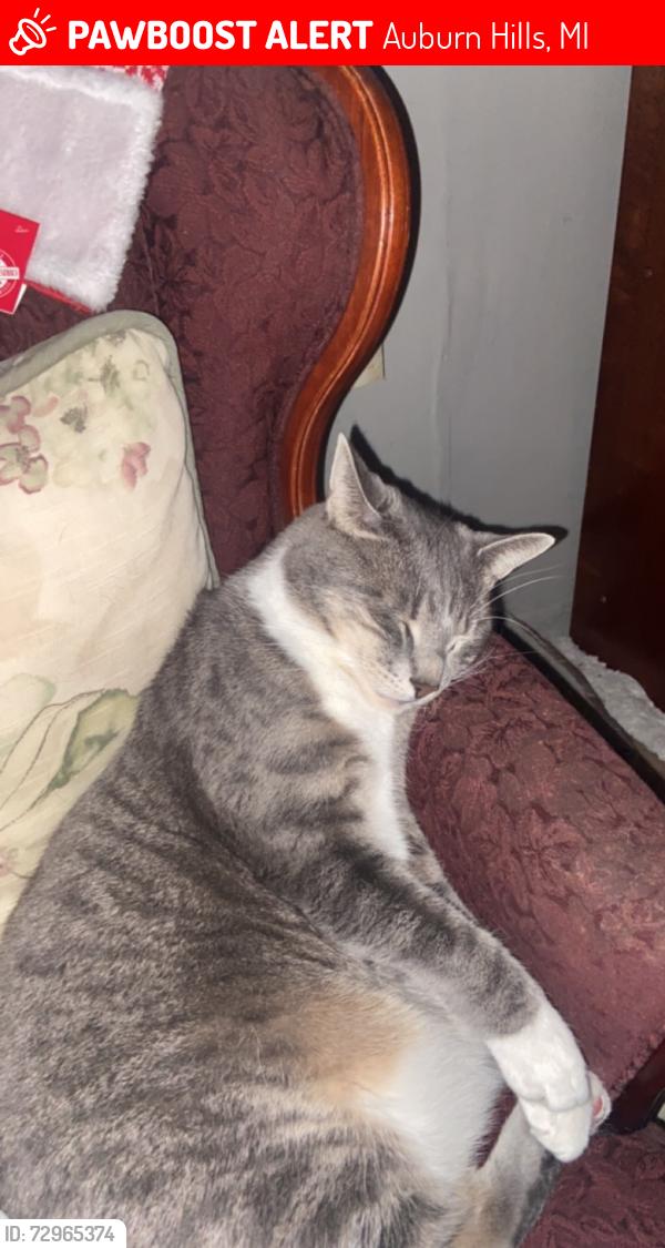 Lost Male Cat last seen Greatlakes crossing mall, Baldwin, walton, joslyn, Auburn Hills, MI 48326