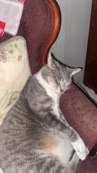 Lost Male Cat last seen Greatlakes crossing mall, Baldwin, walton, joslyn, Auburn Hills, MI 48326