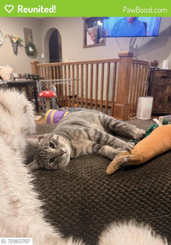Reunited Male Cat last seen Cedar Crest Trl/21; half mile from hwy 95, North Branch, MN 55056