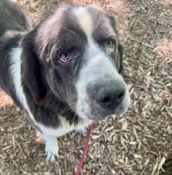 Shelter Stray Female Dog last seen Near N Patterson Park Ave, 21205, MD, Baltimore, MD 21230