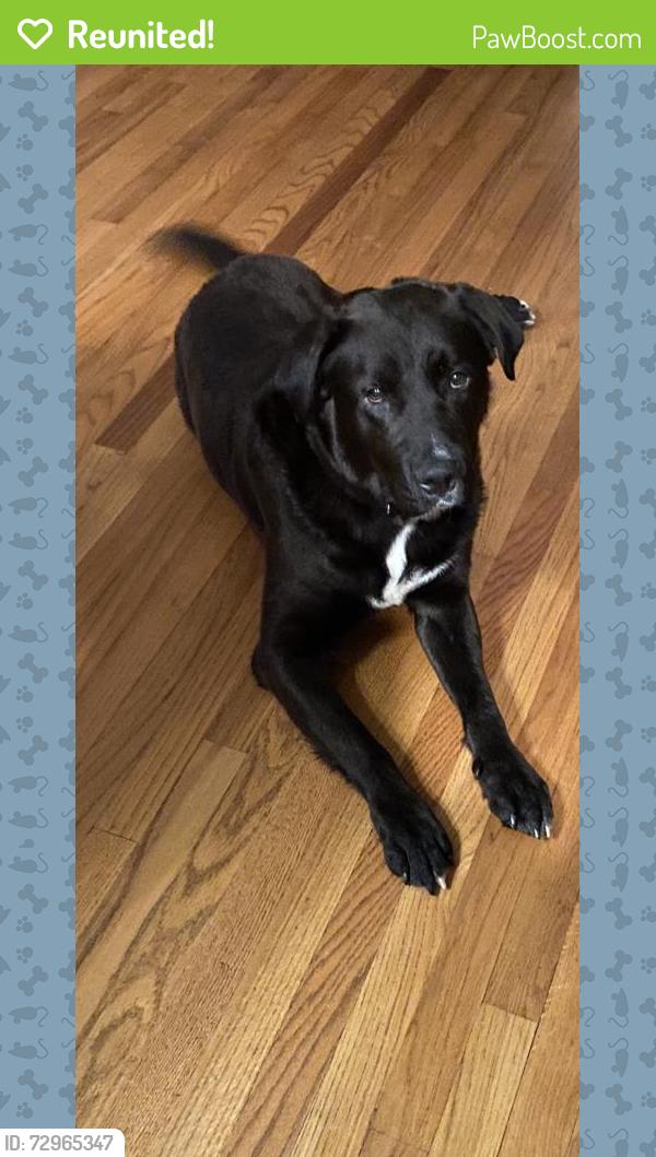 Reunited Male Dog last seen Near Black Horse Run, Raleigh, NC 27613, USA, Raleigh, NC 27613