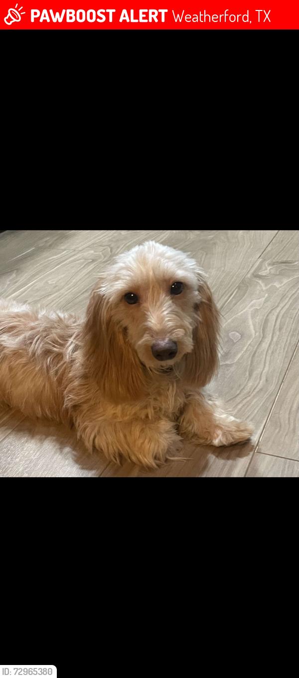 Lost Female Dog last seen Marina view ct , Weatherford, TX 76087