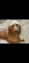 Lost Female Dog last seen Marina view ct , Weatherford, TX 76087