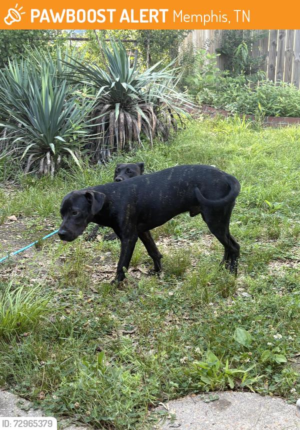 Found/Stray Male Dog last seen South main and Carolina in the Active Bolt & Screw parking lot, Memphis, TN 38103