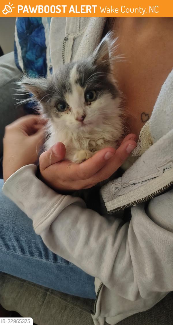 Found/Stray Female Cat last seen Grissom farm road, Wake County, NC 27529