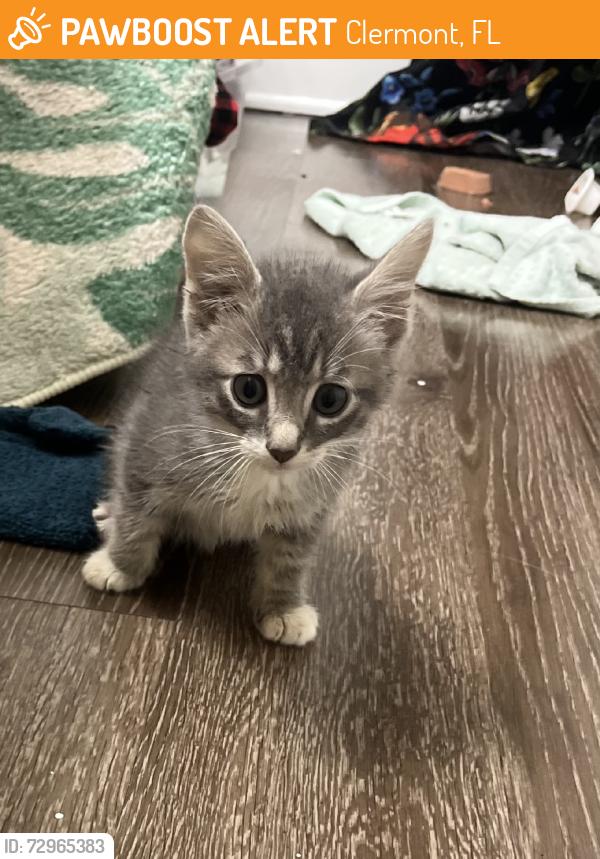 Found/Stray Unknown Cat last seen By the carrington apmts, Clermont, FL 34714