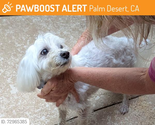 Found/Stray Male Dog last seen East Lake Road and Ruen Drive, Palm Desert, CA 92211