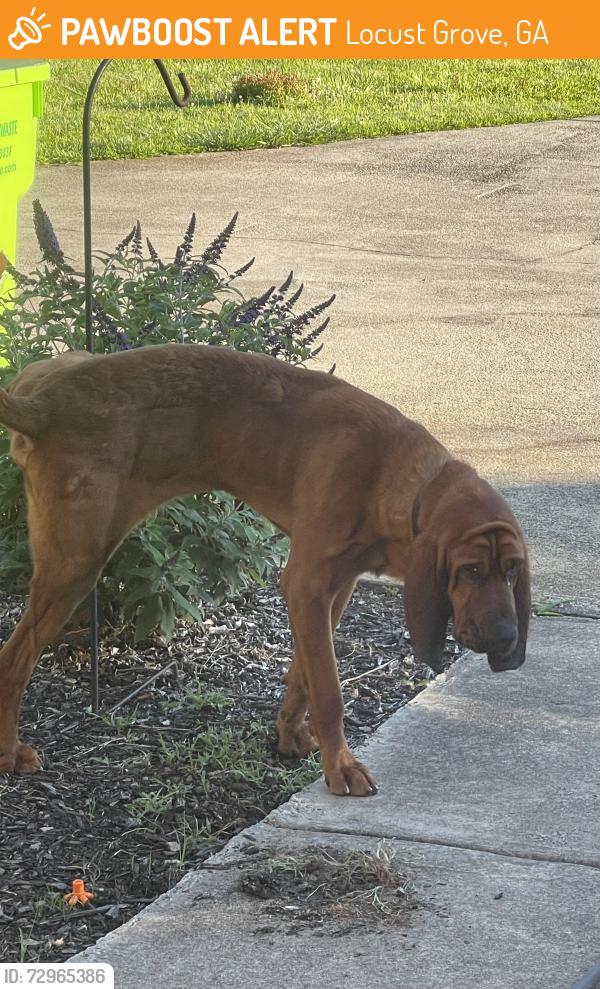 Found/Stray Male Dog last seen Craig Drive, Locust Grove, GA 30248