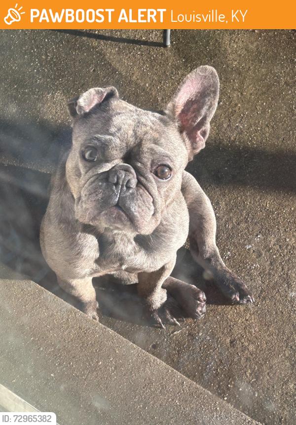 Found/Stray Female Dog last seen Found at the Pines cndmnium complex off of Bardstown road. , Louisville, KY 40218