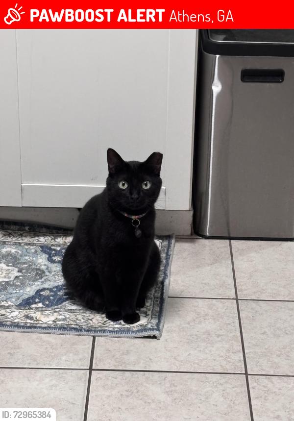 Lost Male Cat last seen Arch Street, Athens, GA 30601