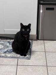 Lost Male Cat last seen Arch Street, Athens, GA 30601