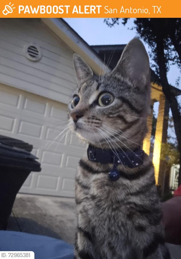 Found/Stray Female Cat last seen Bobcat Pass , San Antonio, TX 78251