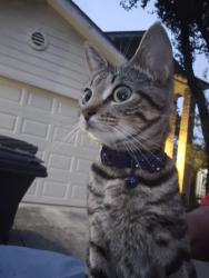Found/Stray Female Cat last seen Bobcat Pass , San Antonio, TX 78251