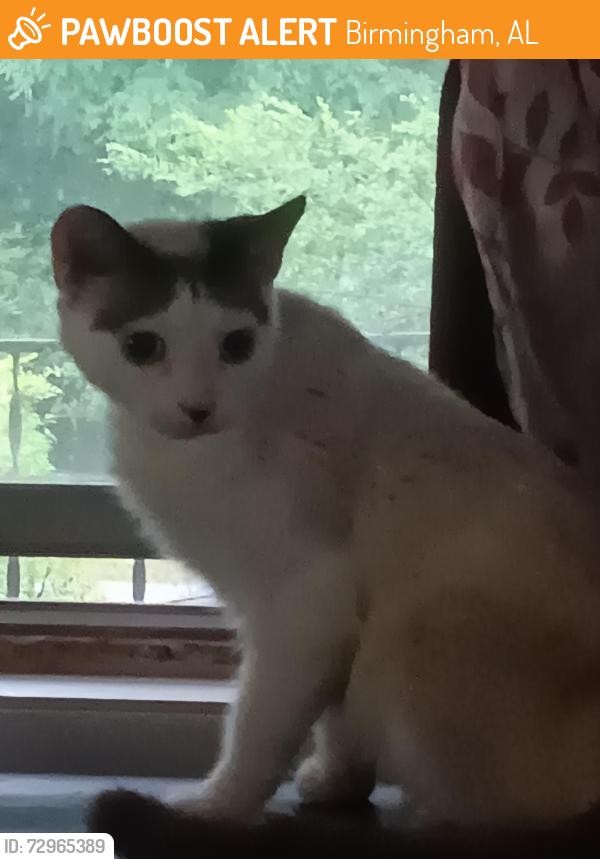 Found/Stray Female Cat last seen Stowe, Birmingham, AL 35224