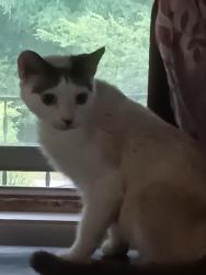 Found/Stray Female Cat last seen Stowe, Birmingham, AL 35224