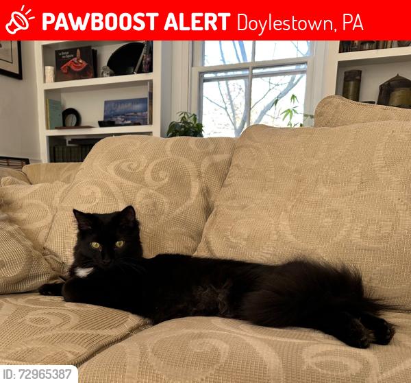 Lost Male Cat last seen Lafayette, West and Court streets, Doylestown, PA 18901