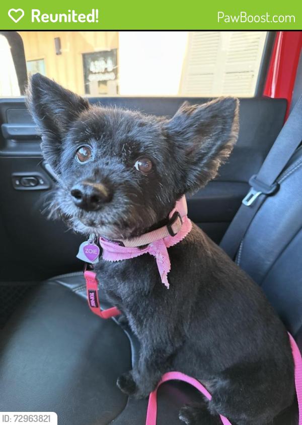 Reunited Female Dog last seen Mullikin , Evans, GA 30809