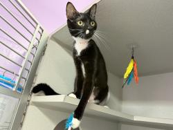 Shelter Stray Female Cat last seen Near W 61 Street, NEW YORK, NY, 10069, New York, NY 10029