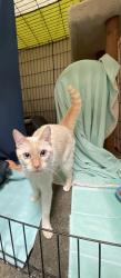 Shelter Stray Female Cat last seen Near E Vista Way, Vista, CA, 92084, Oceanside, CA 92058