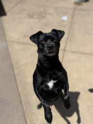 Shelter Stray Male Dog last seen Near Doriana Street, San Diego, CA, 92139, San Diego, CA 92110