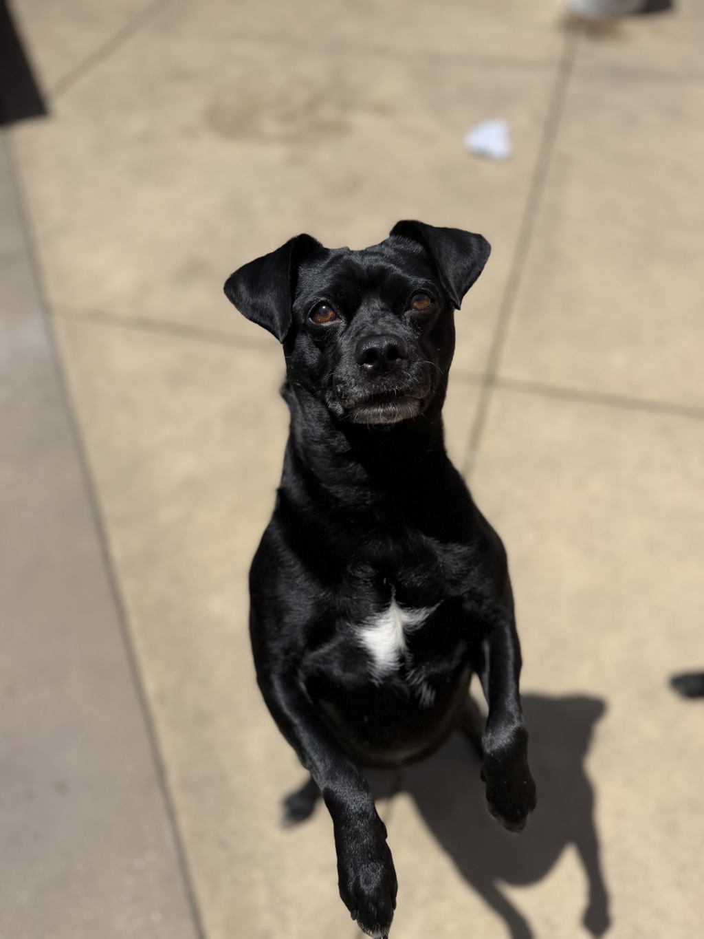 Shelter Stray Male Dog last seen Near Doriana Street, San Diego, CA, 92139, San Diego, CA 92110
