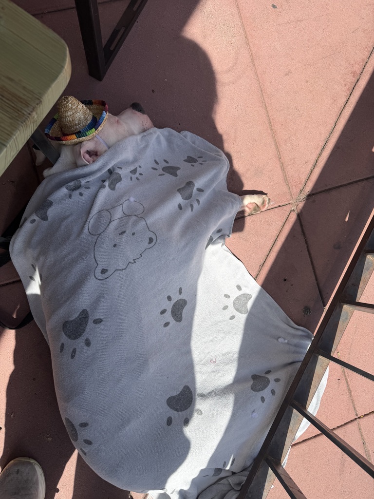 Shelter Stray Male Dog last seen Near Landis Street, San Diego, CA, 92105, San Diego, CA 92110