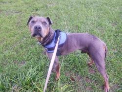 Found/Stray Male Dog last seen C ave & 16th, West Columbia, SC 29169