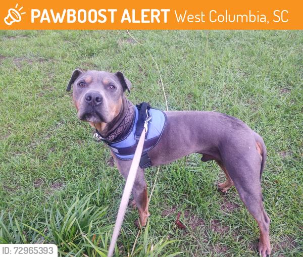 Found/Stray Male Dog last seen C ave & 16th, West Columbia, SC 29169