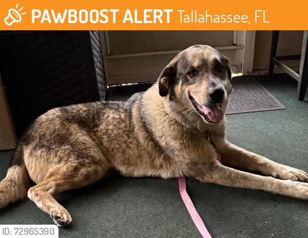 Found/Stray Female Dog last seen Lakeshore Dr and Meridian Rd, Tallahassee, FL 32303