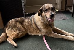 Found/Stray Female Dog last seen Lakeshore Dr and Meridian Rd, Tallahassee, FL 32303