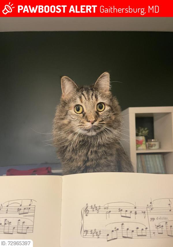 Lost Female Cat last seen Raven Avenue and Cedar Springs St, Gaithersburg, MD 20877