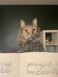 Lost Female Cat last seen Raven Avenue and Cedar Springs St, Gaithersburg, MD 20877