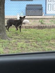Found/Stray Unknown Dog last seen West, Central, Wichita, KS 67212