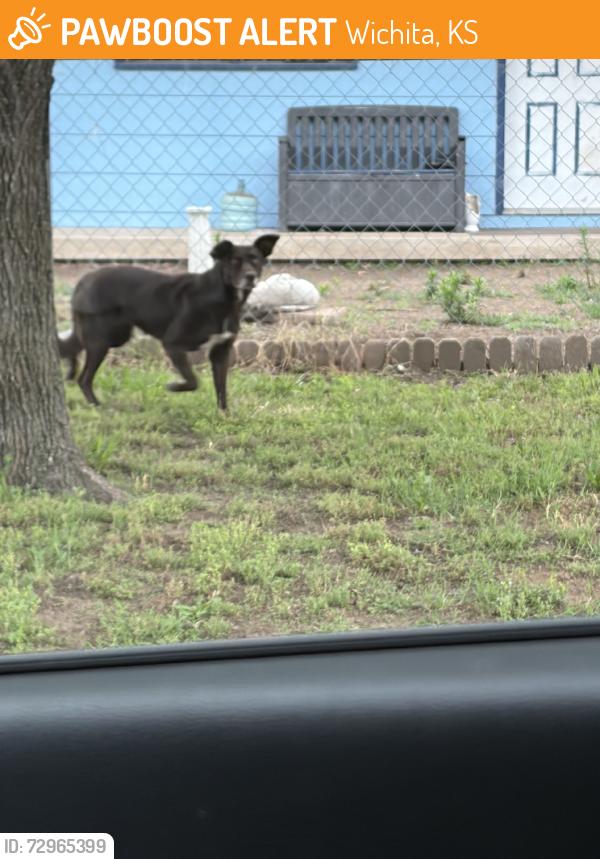 Found/Stray Unknown Dog last seen West, Central, Wichita, KS 67212