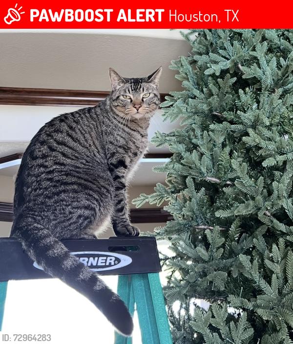 Lost Male Cat last seen Forest Pass & Louetta in Cypress Tx , Houston, TX 77429