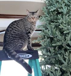 Lost Male Cat last seen Forest Pass & Louetta in Cypress Tx , Houston, TX 77429