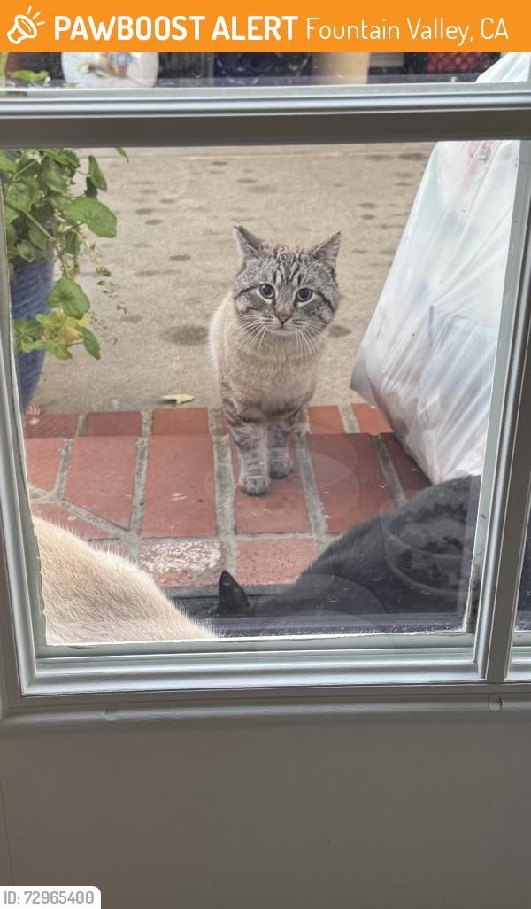 Found/Stray Unknown Cat last seen Magnolia and Heil, Fountain Valley, CA 92708