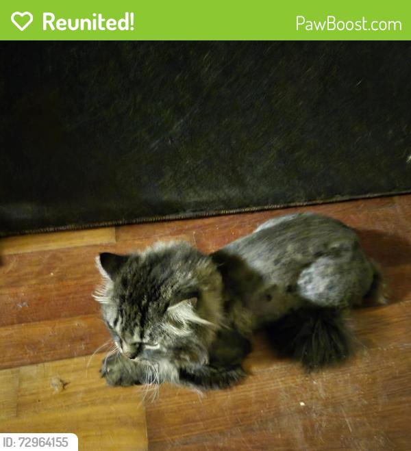 Reunited Female Cat last seen 28th and Judy, Sioux Falls, SD 57103