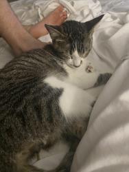 Lost Male Cat last seen Montgomery creek ranch, Conroe, TX 77385