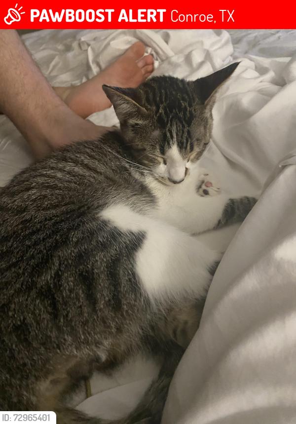 Lost Male Cat last seen Montgomery creek ranch, Conroe, TX 77385