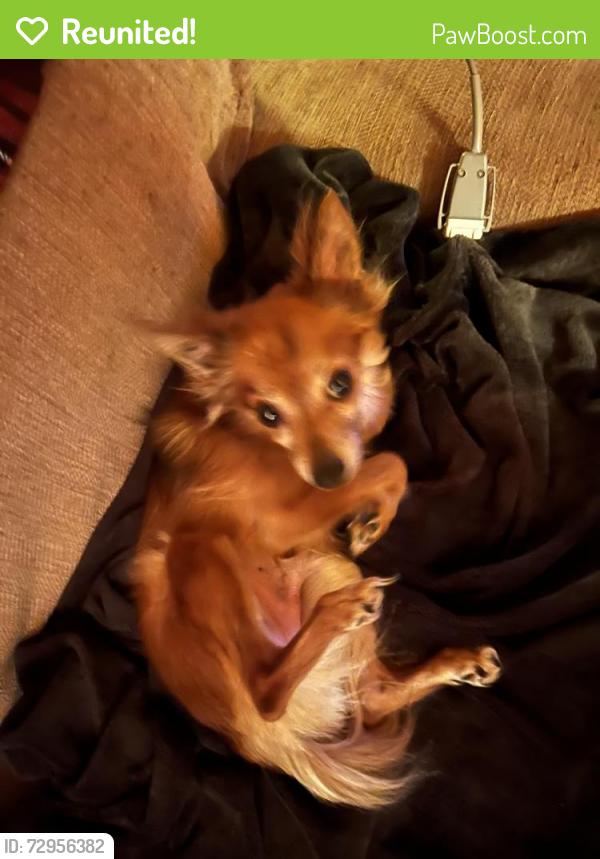 Reunited Male Dog last seen Near e wright ave , Tacoma, WA 98404