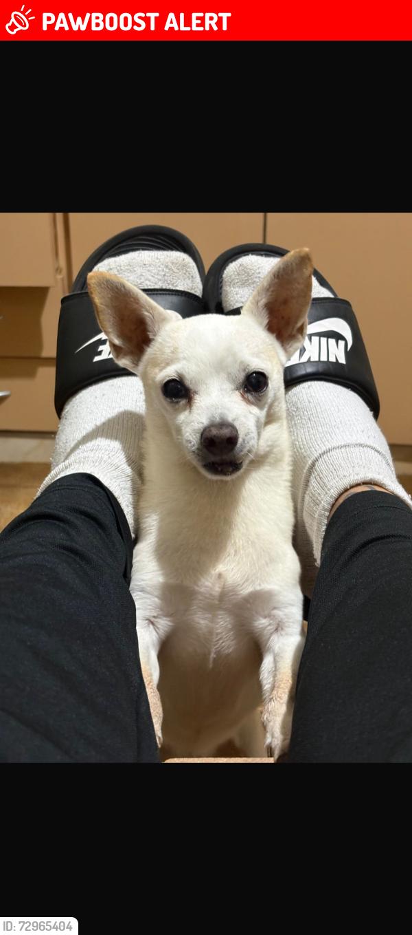 Lost Male Dog last seen Rua dona Emma 205, Jardim Dourado, SP 07093-040