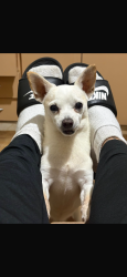Lost Male Dog last seen Rua dona Emma 205, Jardim Dourado, SP 07093-040