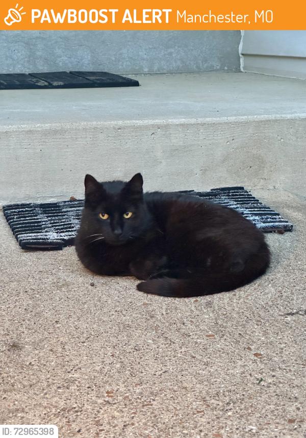 Found/Stray Unknown Cat last seen Henry Road and Boroughwood Circle, Manchester, MO 63011