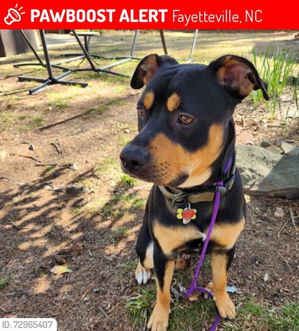Lost Male Dog last seen Legion road, Fayetteville, NC 28306
