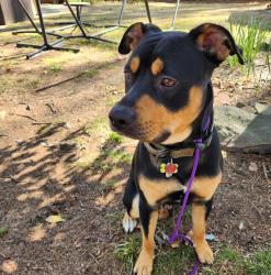 Lost Male Dog last seen Legion road, Fayetteville, NC 28306