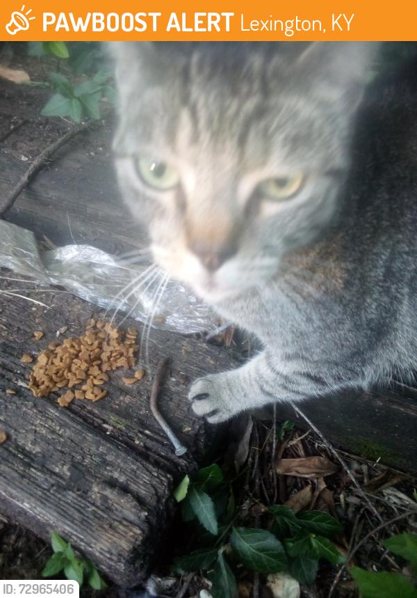 Found/Stray Unknown Cat last seen Woodland and E High st, Lexington, KY 40502