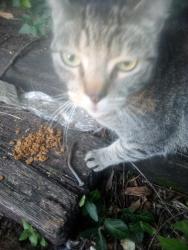 Found/Stray Unknown Cat last seen Woodland and E High st, Lexington, KY 40502