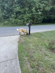Found/Stray Unknown Dog last seen Fuller mill and post rd, Thomasville, NC 27360